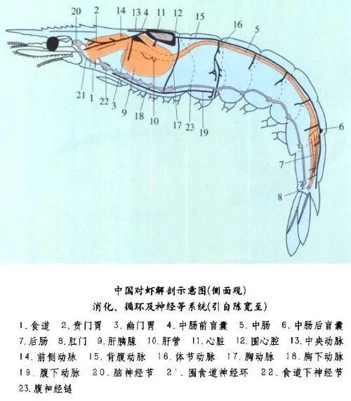 虾黄在哪个位置图解图片