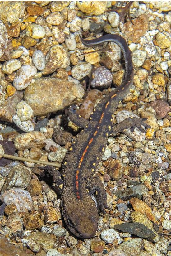 十九世纪初的中国瘰螈标本至今仍珍藏在英国自然历史博物馆浙江土生土