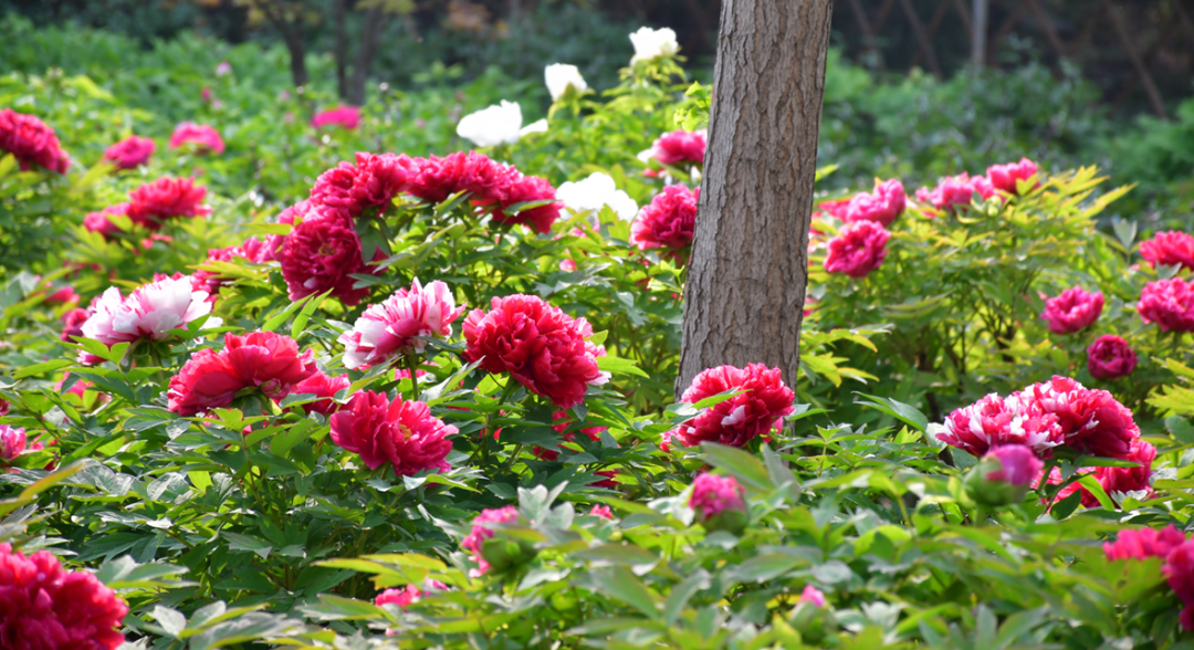 看了菏泽牡丹才知国色天香快来赴一场花样之旅