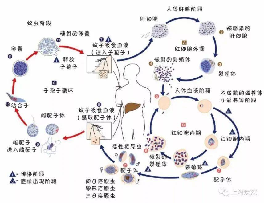 连续4年零报告,这种传染病在我国被消除