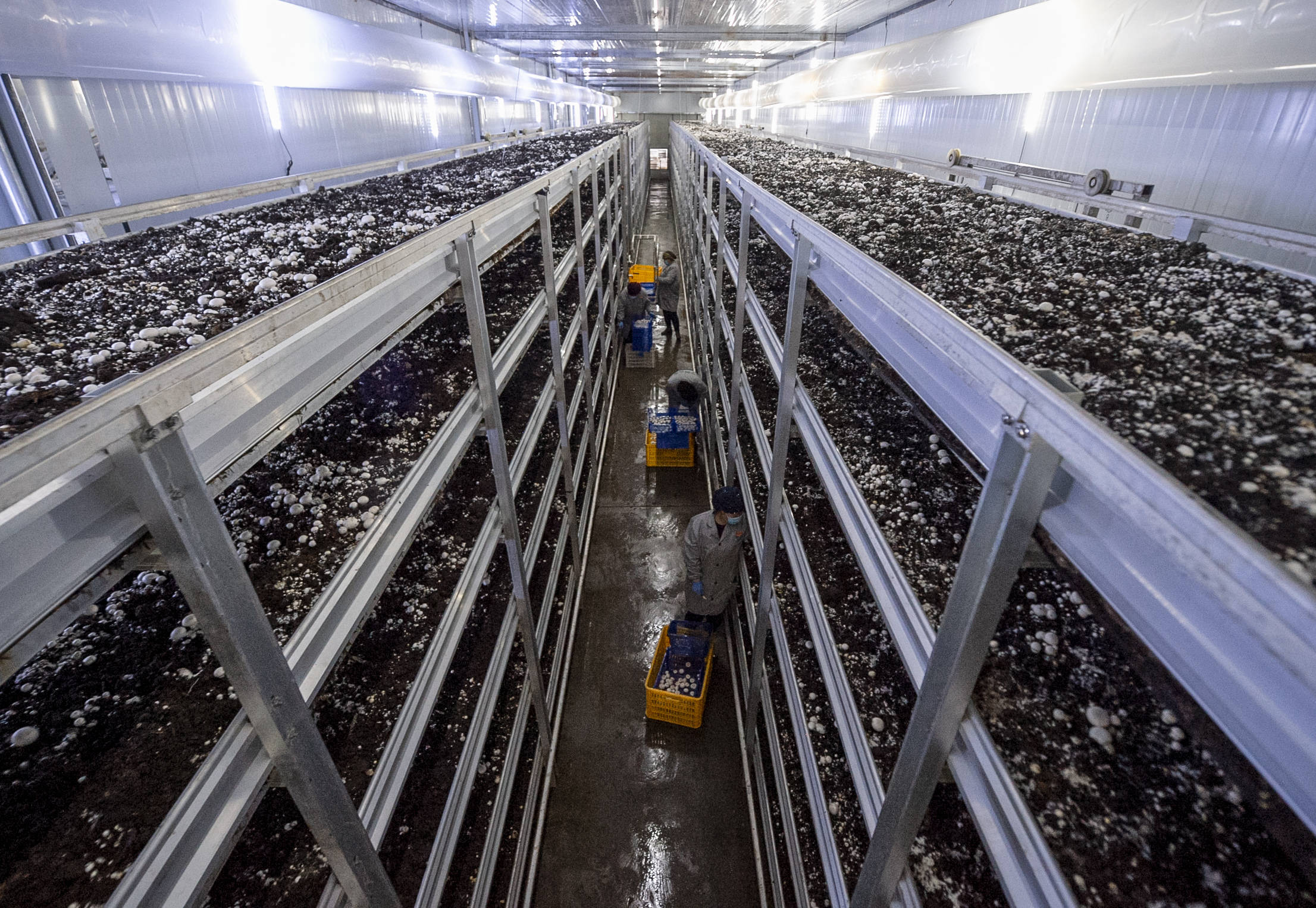 在宁夏银川市永宁县闽宁镇双孢菇栽培示范基地,农民在采摘蘑菇(2020年