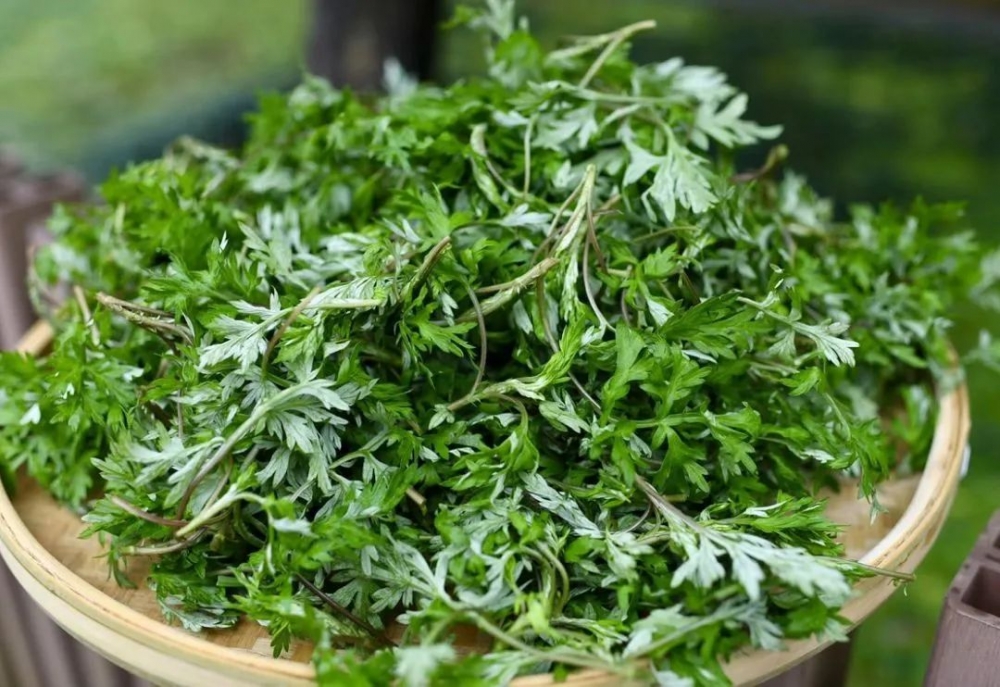 逐寒湿,暖子宫,走三阴,理气血······《本草从新》记载:艾叶苦辛