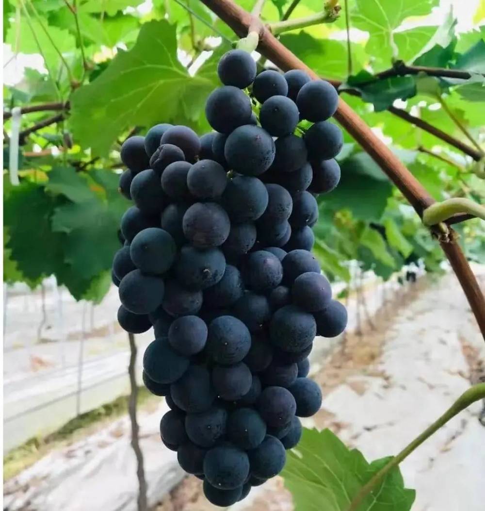 夏季,园内还有蓝得发紫的蓝莓,像一颗颗明亮的蓝宝石镶嵌在万花丛中