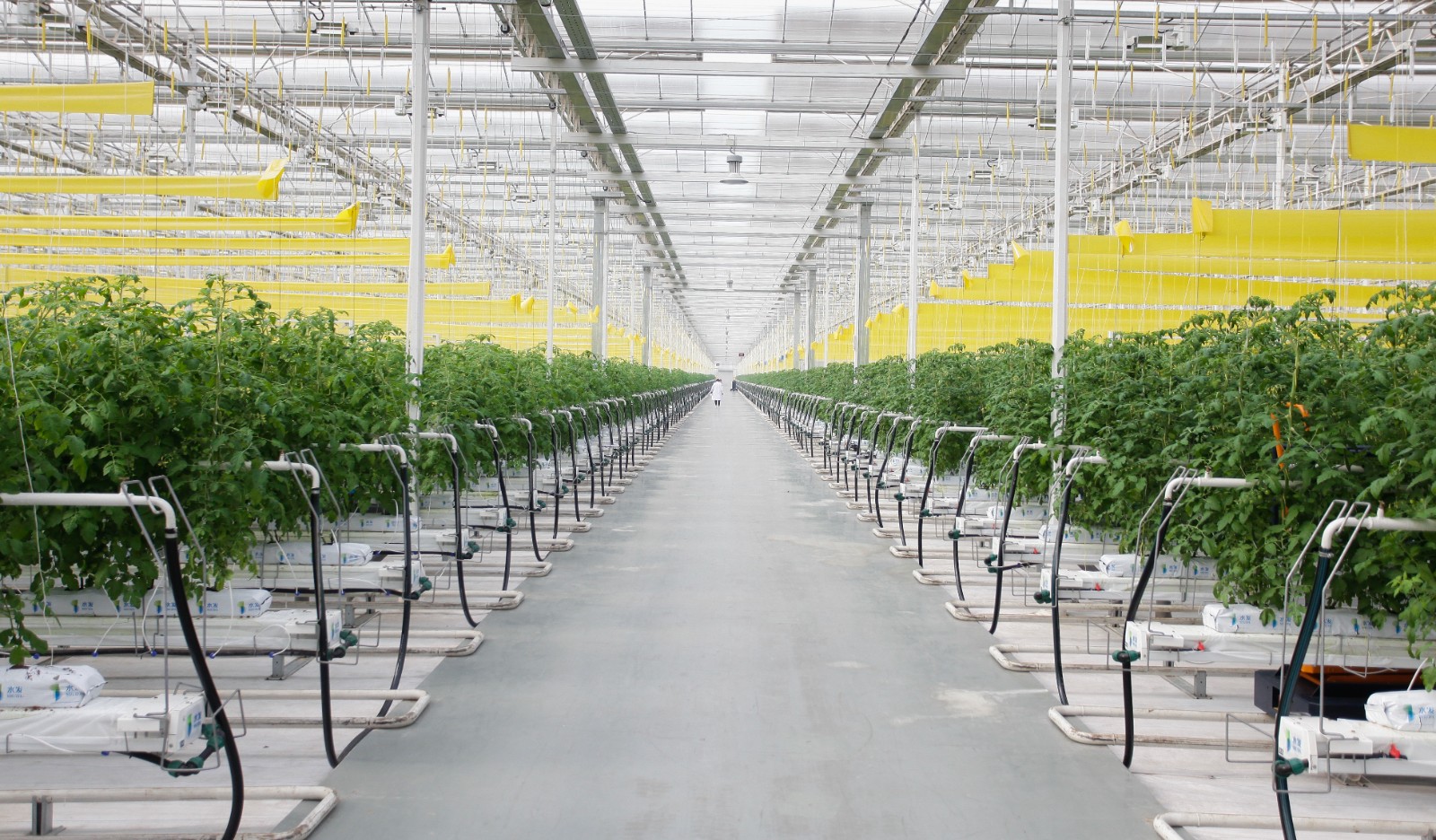 山东"十强"产业深观察 现代高效农业路越走越宽