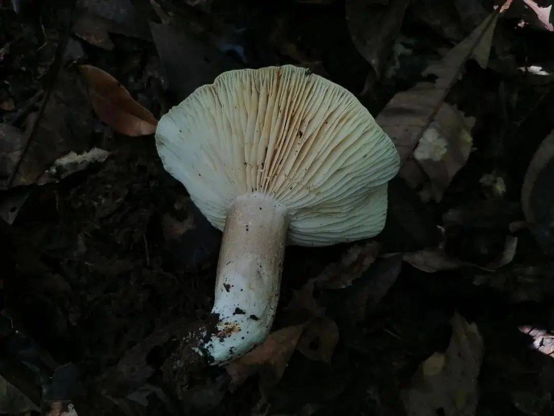 梅州祖孫3人食用毒蘑菇致死,長這樣的菌菇千萬別碰!