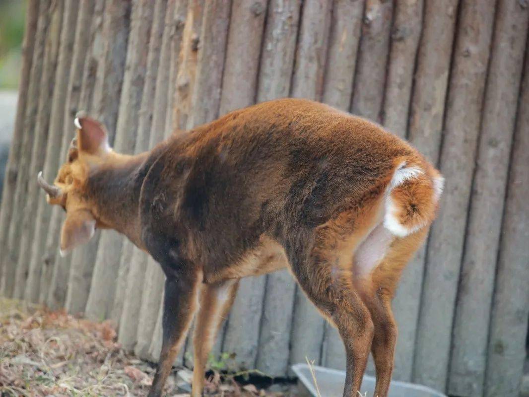 保暖当板凳传递信息警告迷惑动物尾巴功能大展示