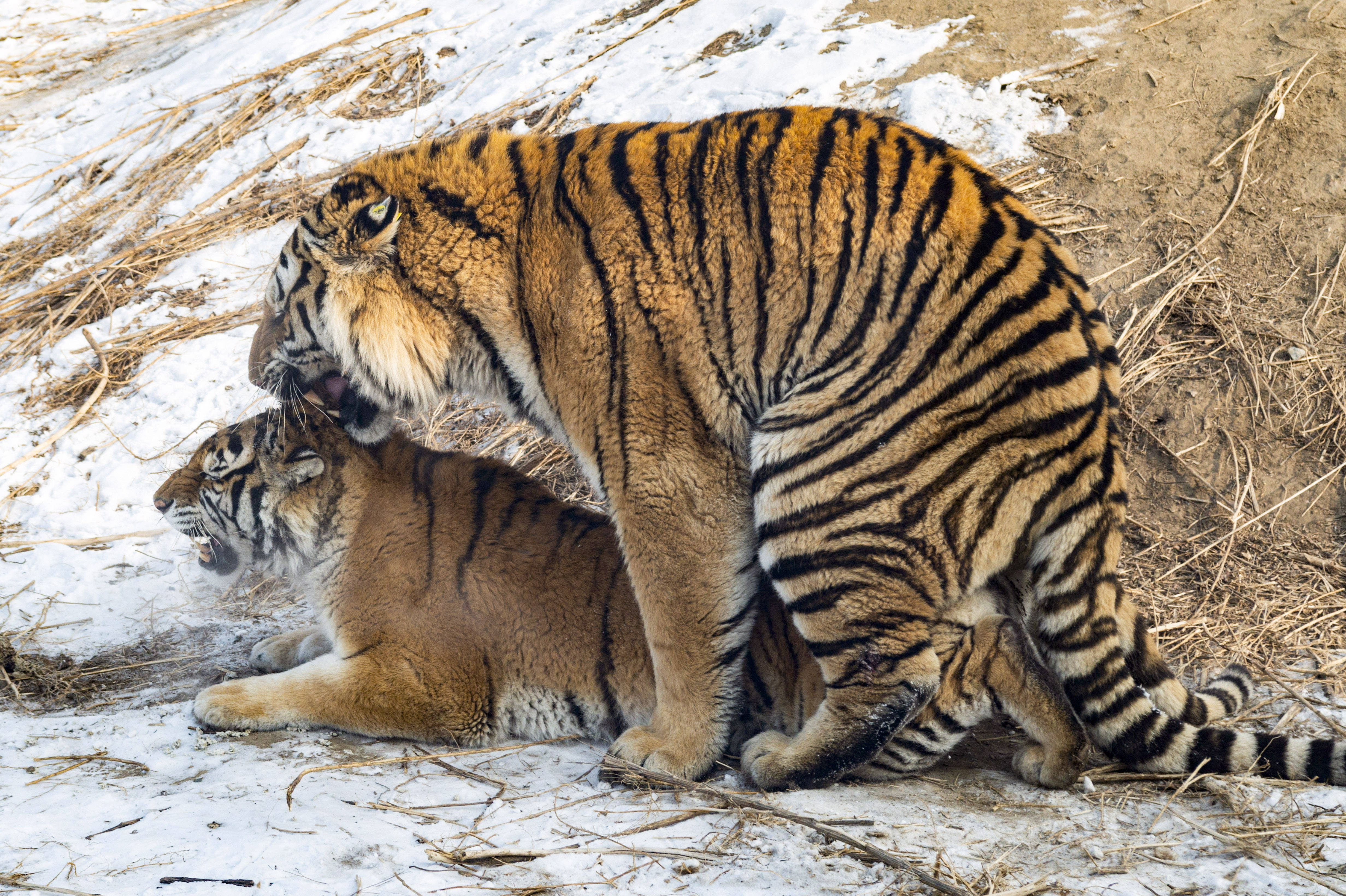 东北虎陆续进入交配期-齐鲁晚报网