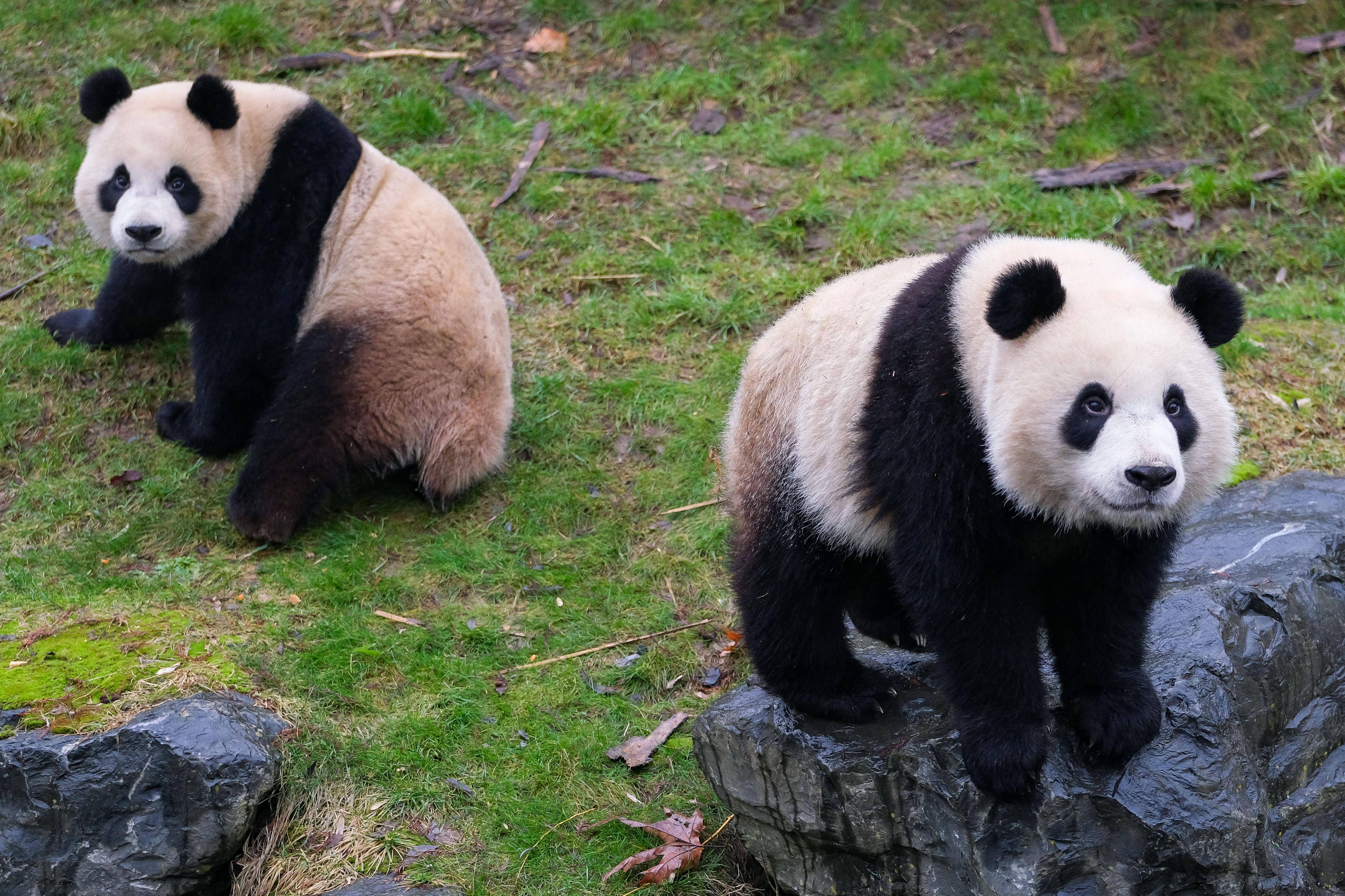 这是1月26日在比利时布吕热莱特天堂动物园拍摄的大熊猫宝弟