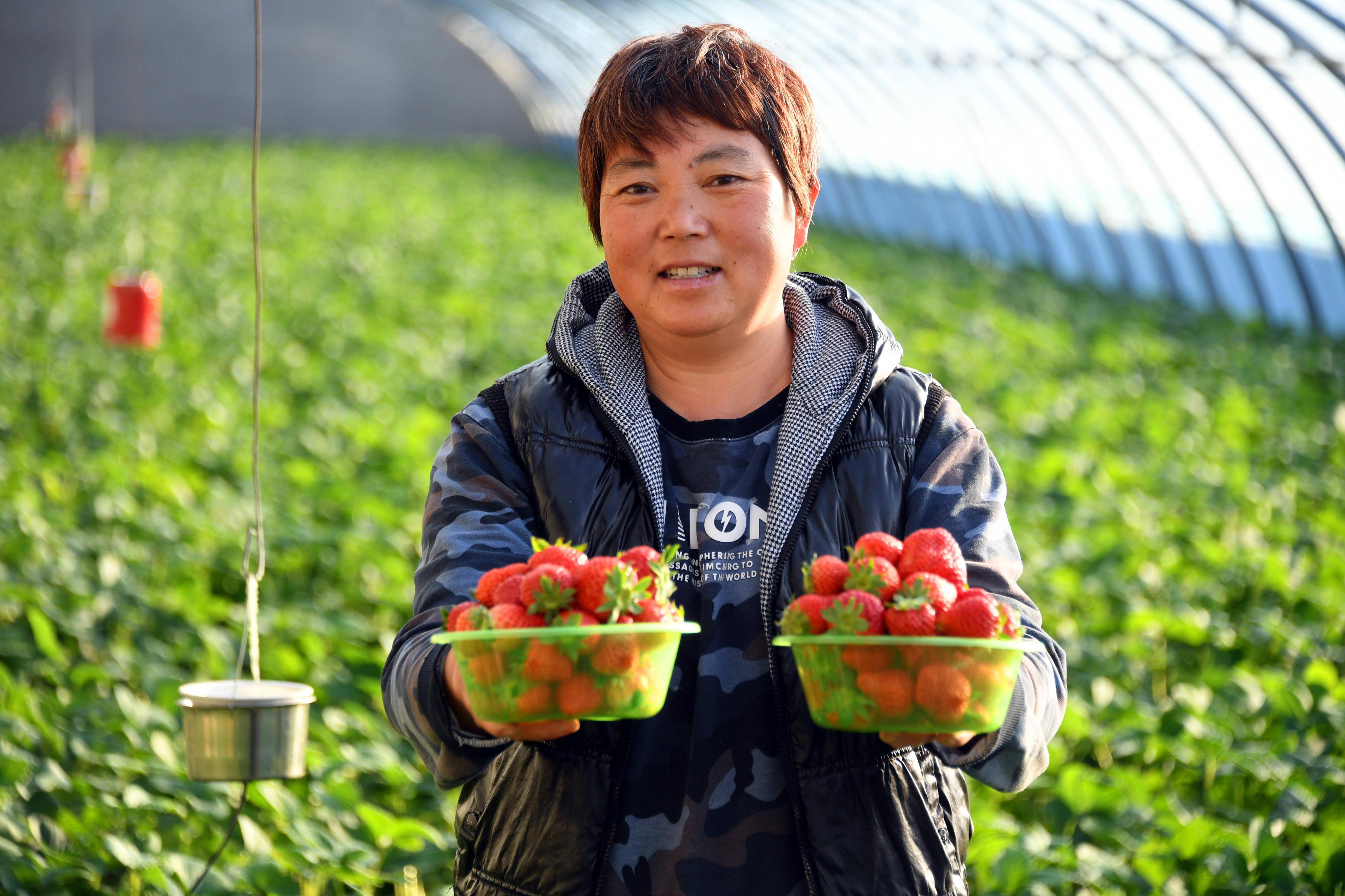 1月2日,在北京市平谷区马坊镇二条街村草莓种植园区,果农将采摘的草莓