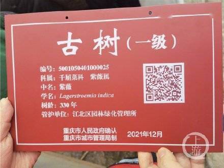 重庆这株330岁紫薇喜提新版身份证