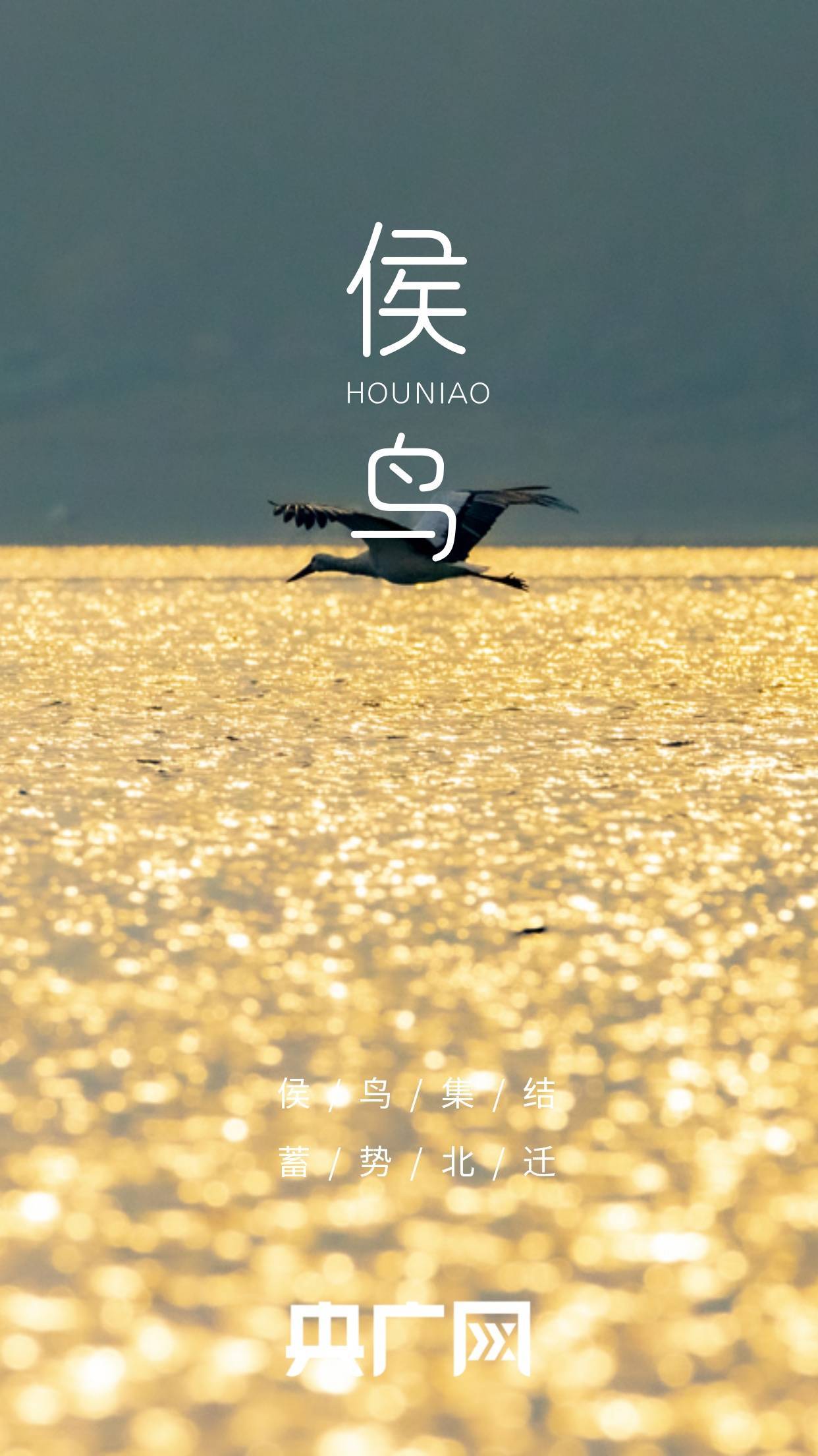 高清海报来啦看北迁侯鸟绘就鄱阳湖春日美景