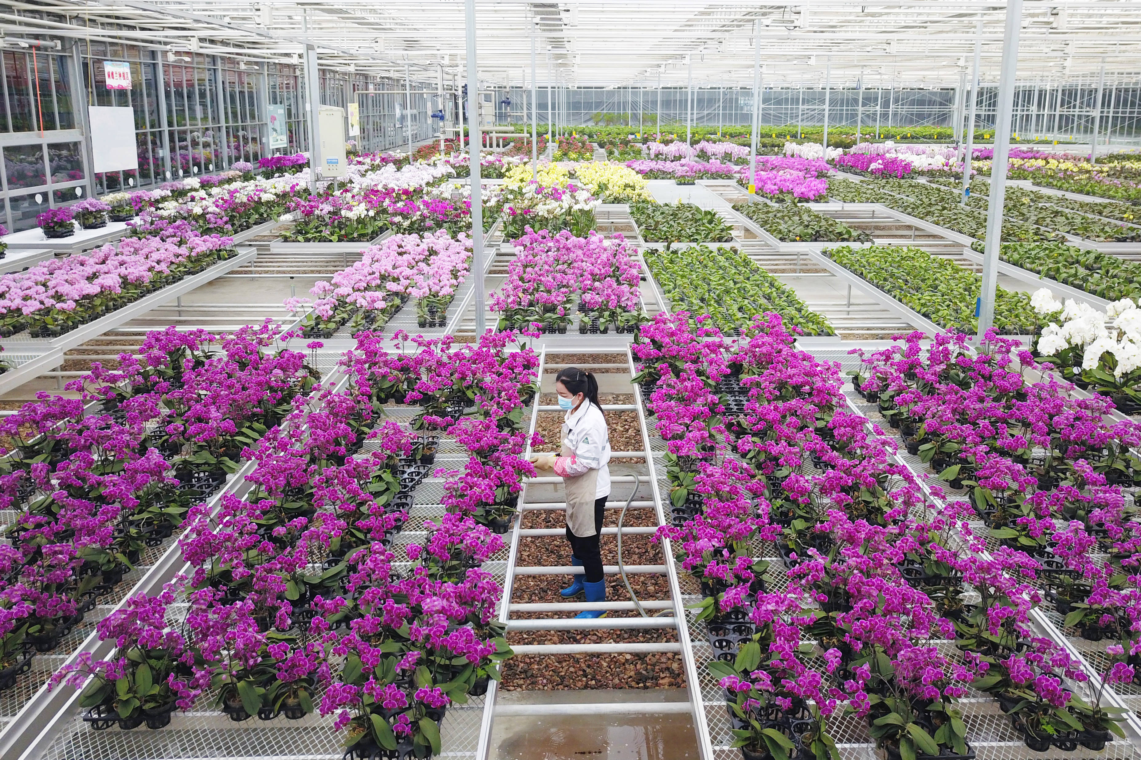 助春耕 西北农村"春未暖花已开"2月23日,在和政县一家现代花卉产业园