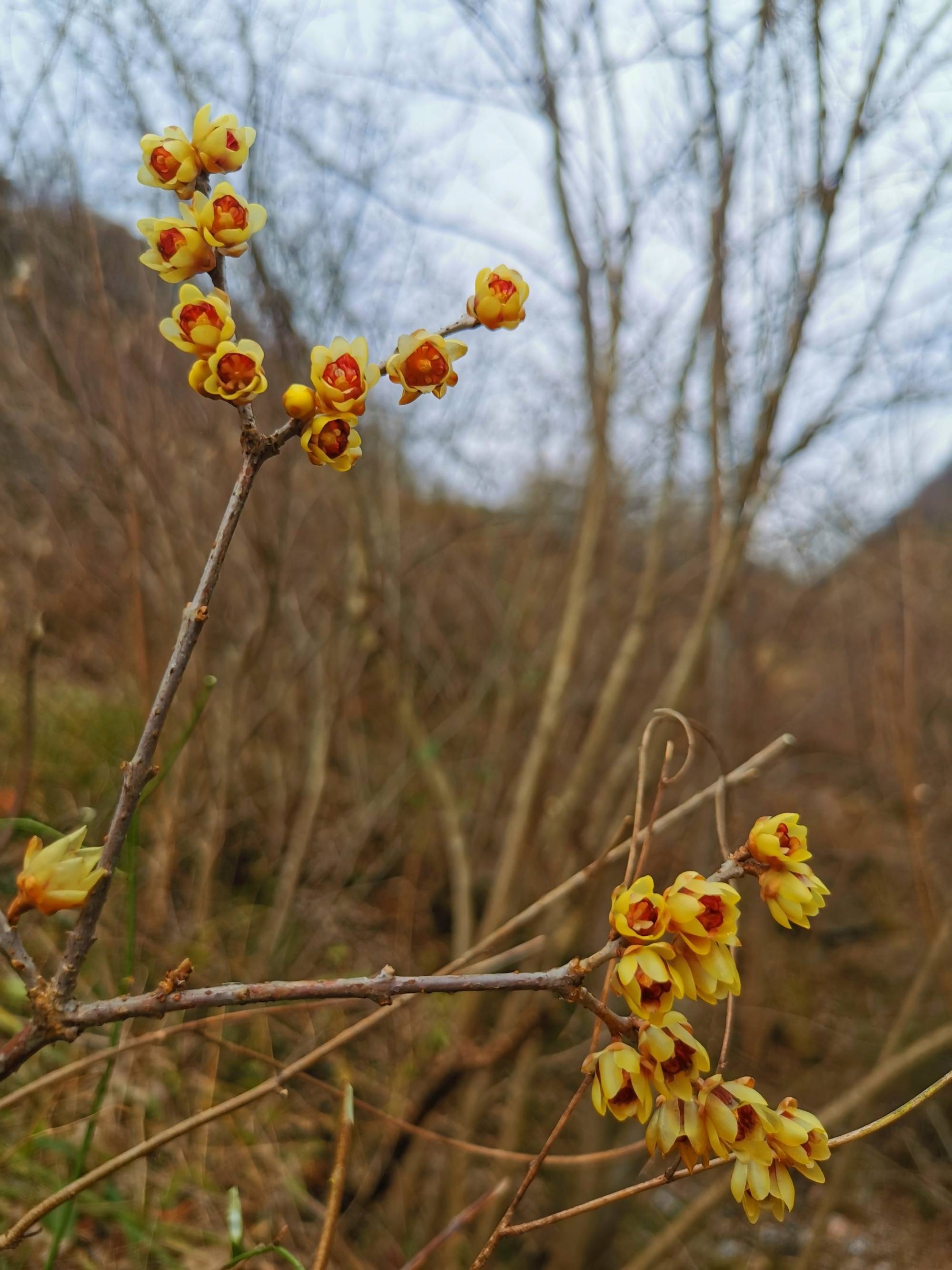 【春回荆楚】神农架野生腊梅春日飘香