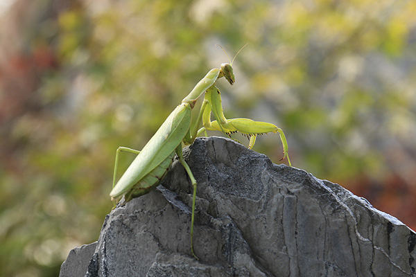 螳螂不陌生,"螳螂捕蝉,黄雀在后""螳臂当车"耳熟能详.