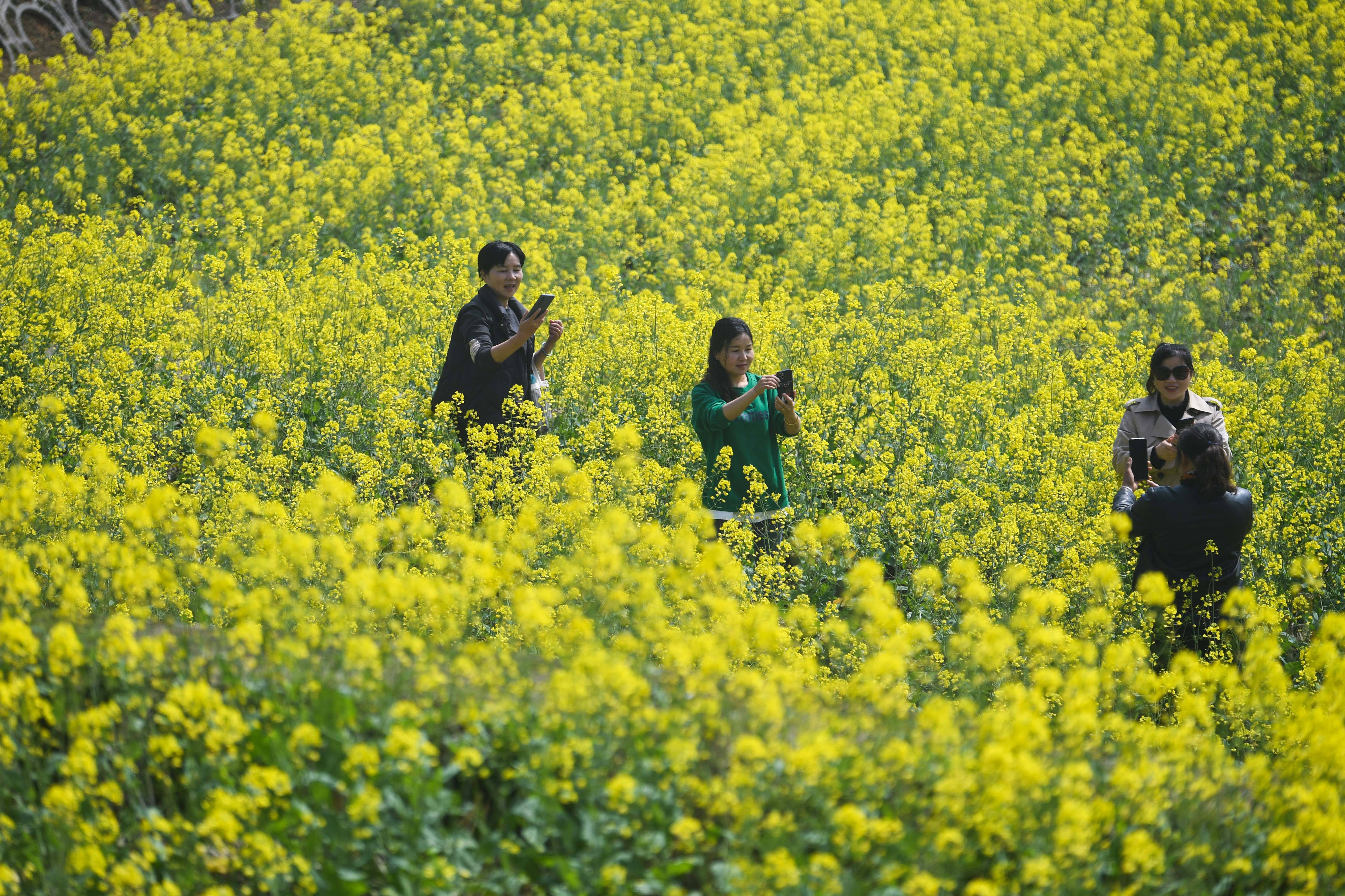 3月29日,游客行走在杭州市富阳区新登街道潘堰村"海绵农田"的观光道上
