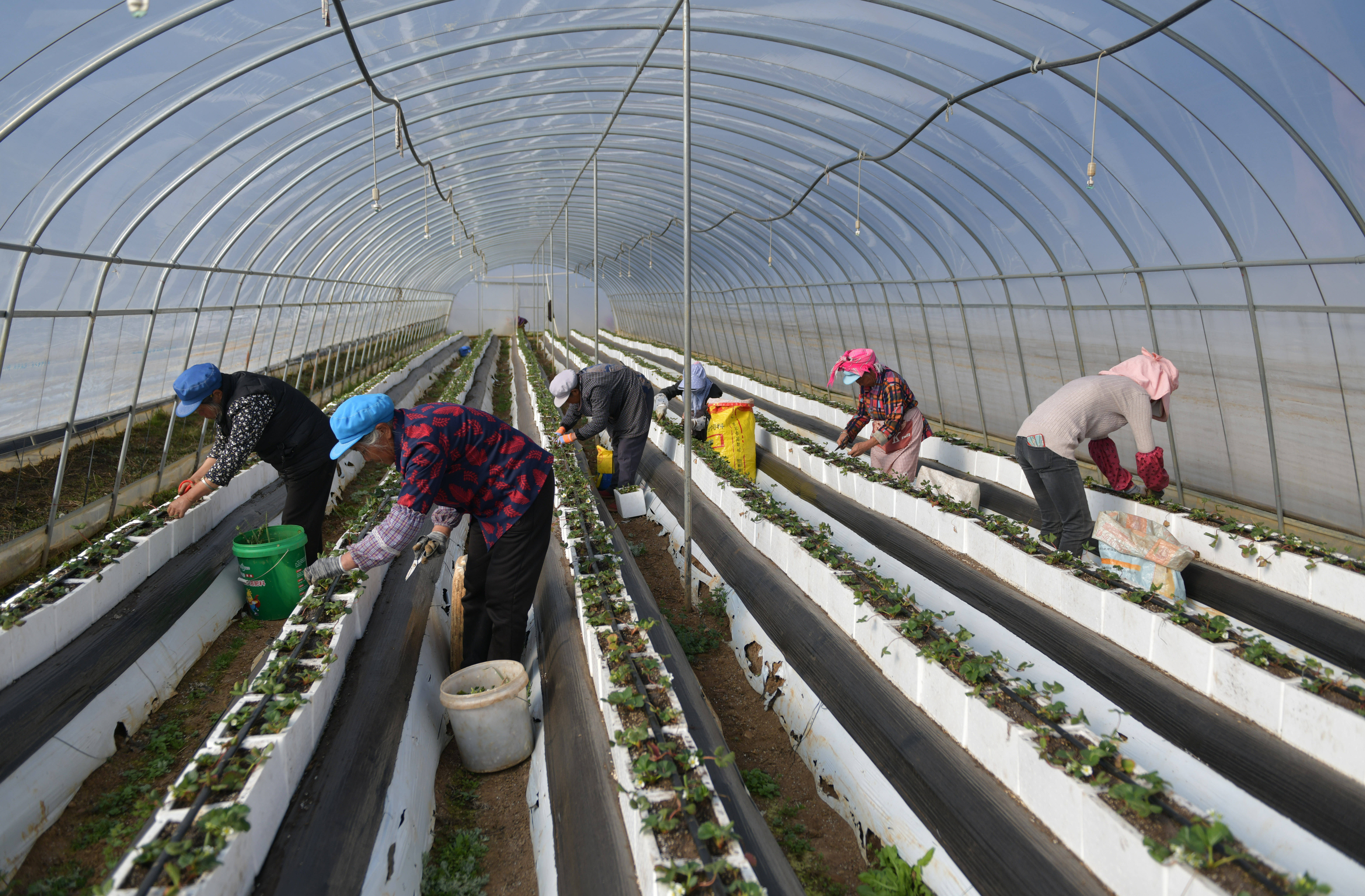 当地村民在会泽县待补镇一草莓种植基地管护草莓苗
