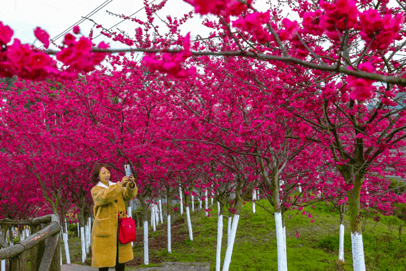 牡丹樱花给你的春天加点仪式感