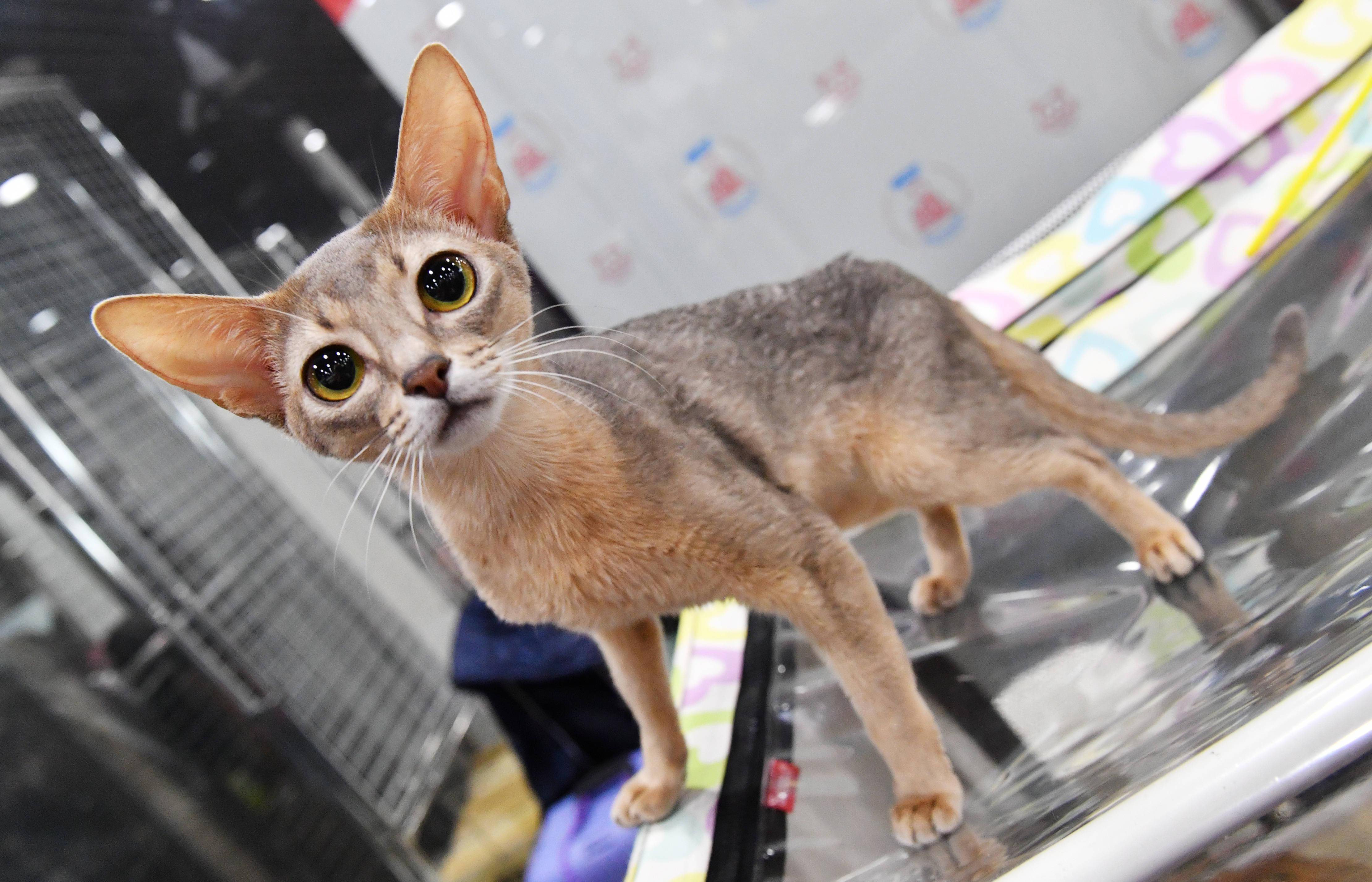 新华社照片,外代,2022年3月8日这是3月6日在俄罗斯莫斯科一个猫展上