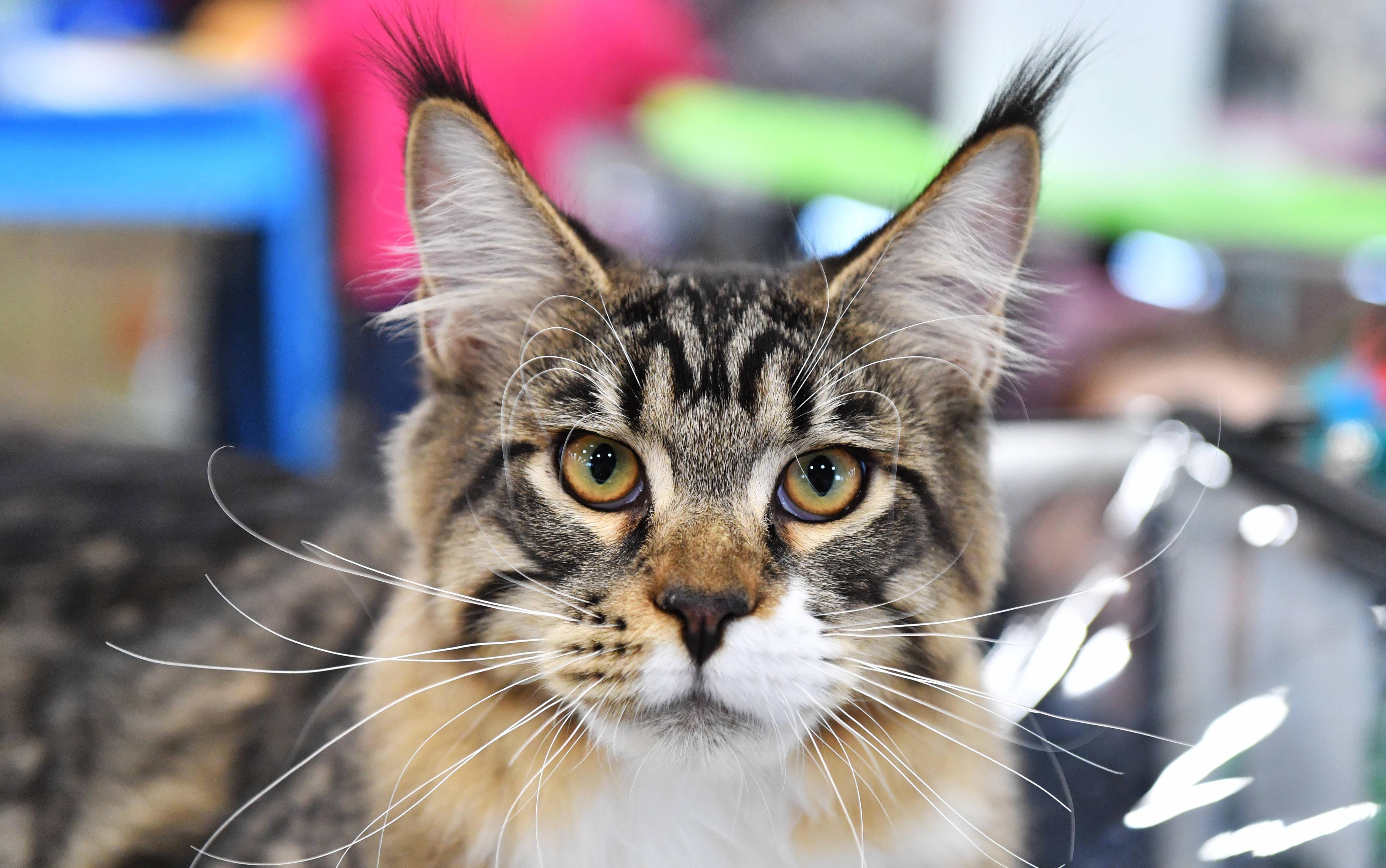 莫斯科猫展