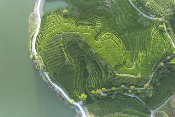 淳安:湖边茶园美如画-齐鲁晚报网