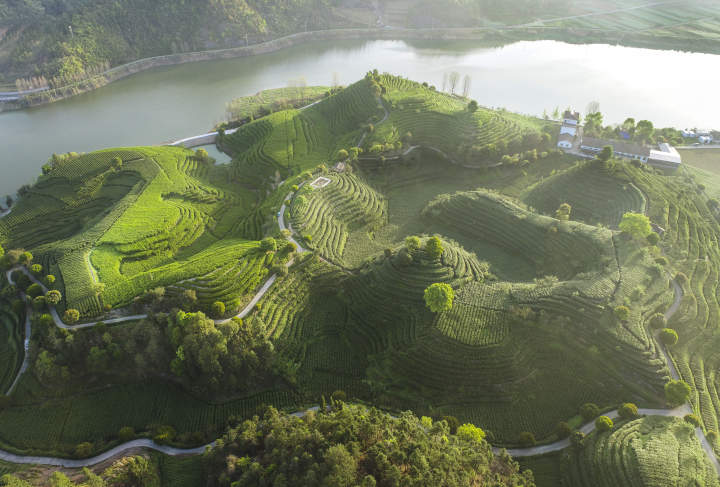 淳安:湖边茶园美如画-齐鲁晚报网