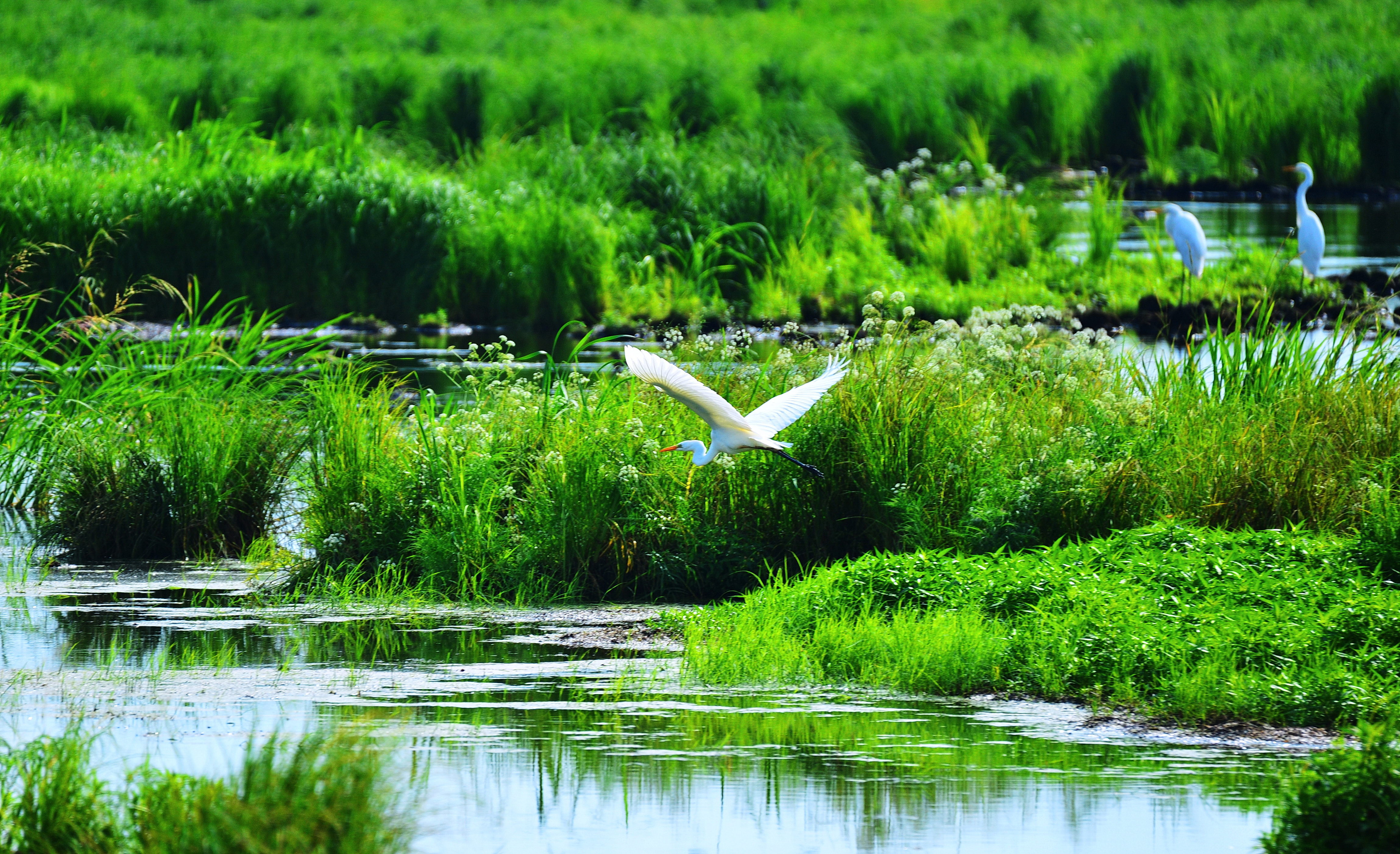 萬鳥鳴春樂享龍江綠水青山關注候鳥歸來系列報道飛翔的春天