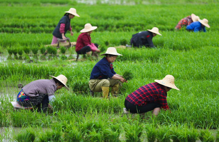 湖州田间地头农作忙