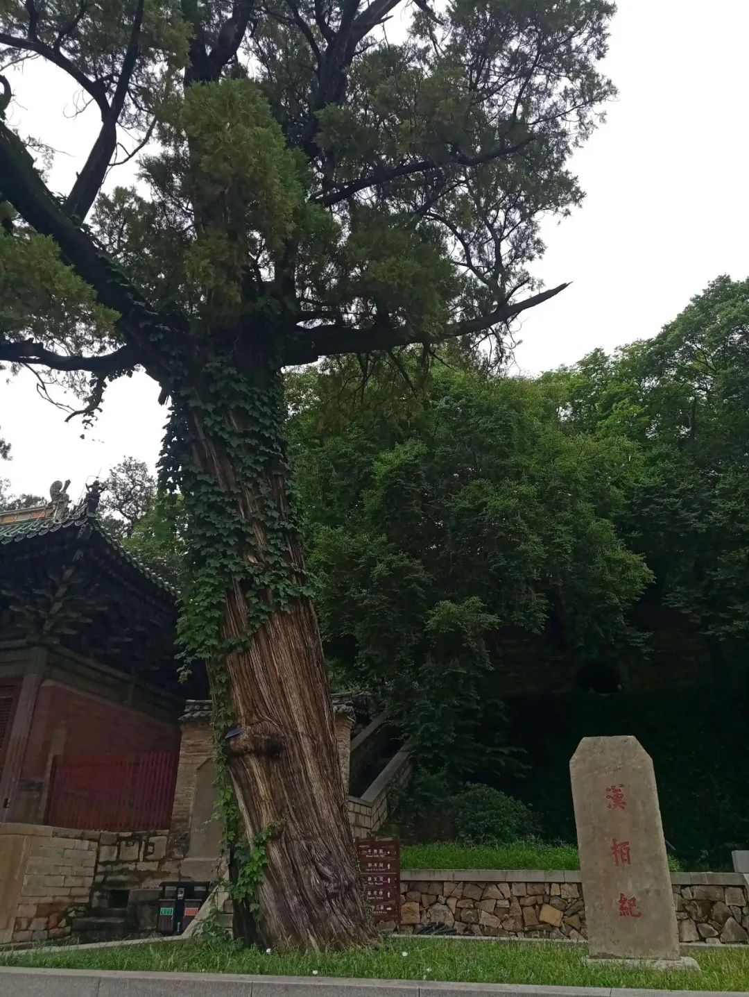 灵岩寺汉柏此树位于崂山太清风景游览区内的三皇殿,名为"汉柏凌霄.