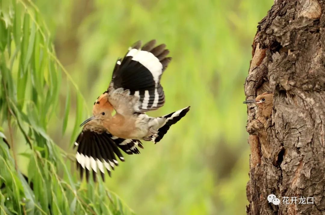 摄影or 龙口西城区戴胜鸟喂小鸟(摄影:吕古伟)