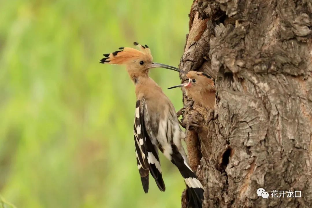 摄影or 龙口西城区戴胜鸟喂小鸟(摄影:吕古伟)
