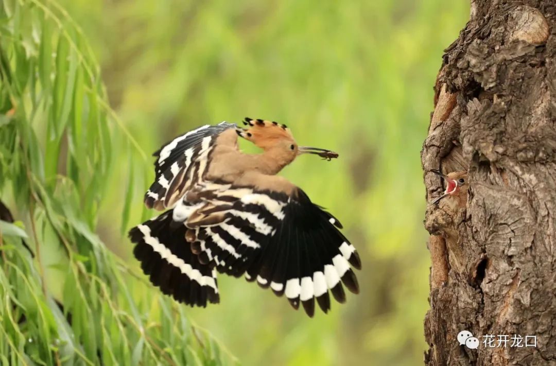 摄影or 龙口西城区戴胜鸟喂小鸟(摄影:吕古伟)