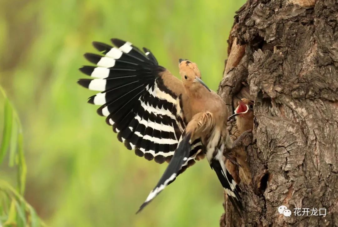 摄影or 龙口西城区戴胜鸟喂小鸟(摄影:吕古伟)