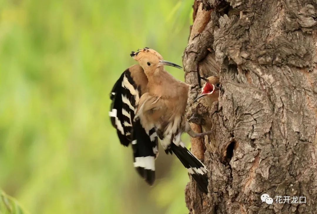 摄影or 龙口西城区戴胜鸟喂小鸟(摄影:吕古伟)