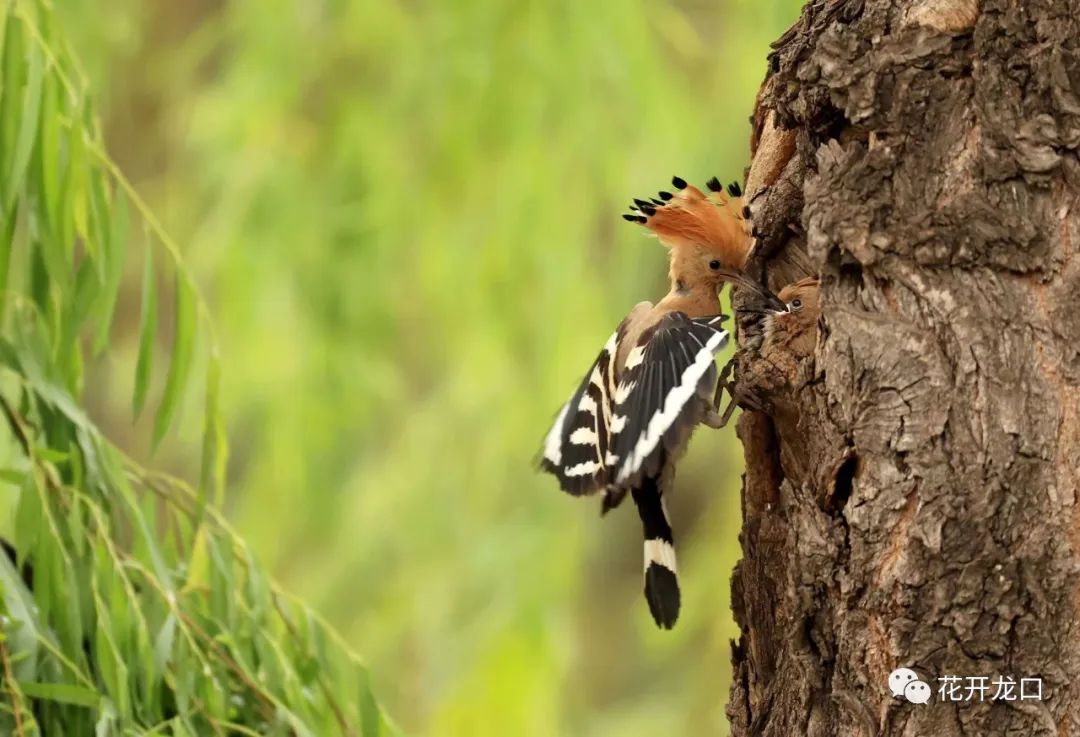 摄影or 龙口西城区戴胜鸟喂小鸟(摄影:吕古伟)