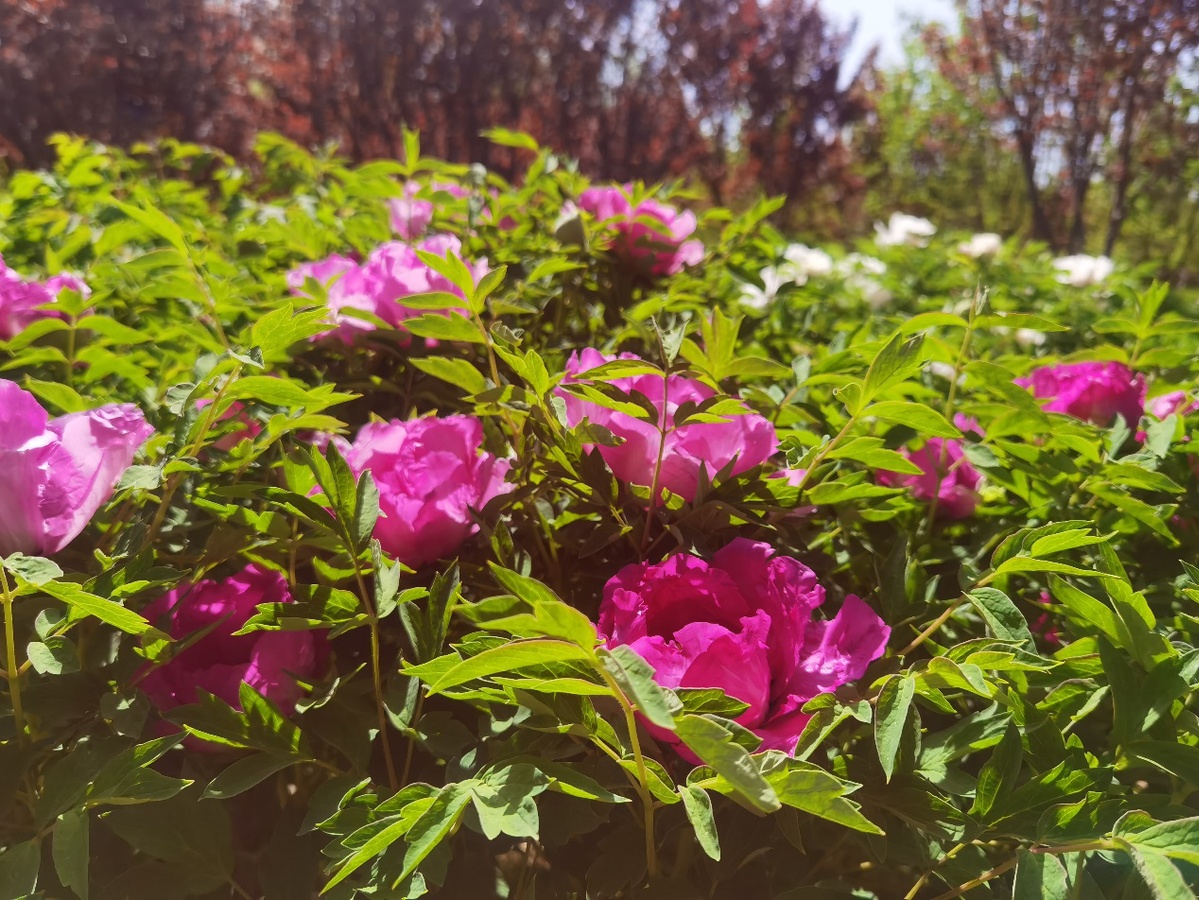 宁夏金贵牡丹香