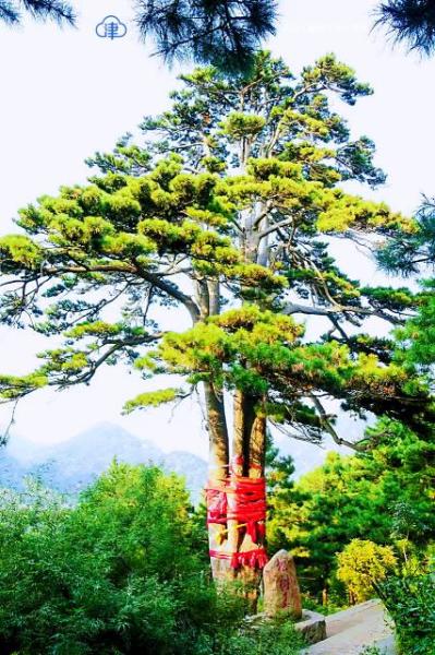 树龄650年的松树王 树龄650年的蟠龙松 据悉，今年3月30日，市十七届人大常委会第三十二次会议表