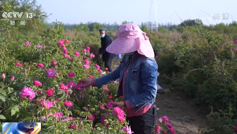 沙漠边的浪漫 新疆和田5万多亩玫瑰竞相绽放