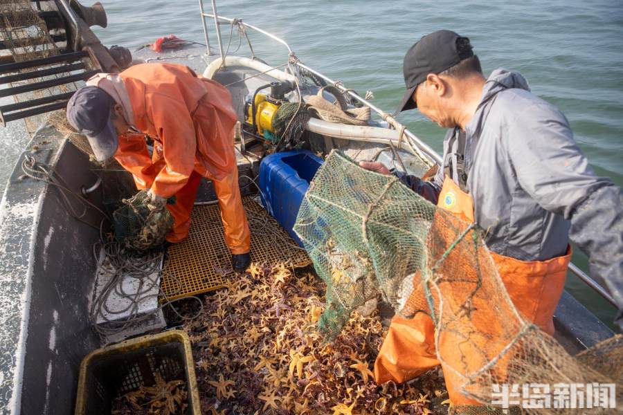 胶州湾海星泛滥恐成常态