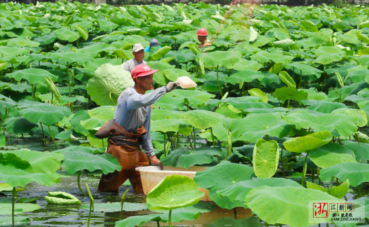 湖州:生态藕田施肥忙-齐鲁晚报网