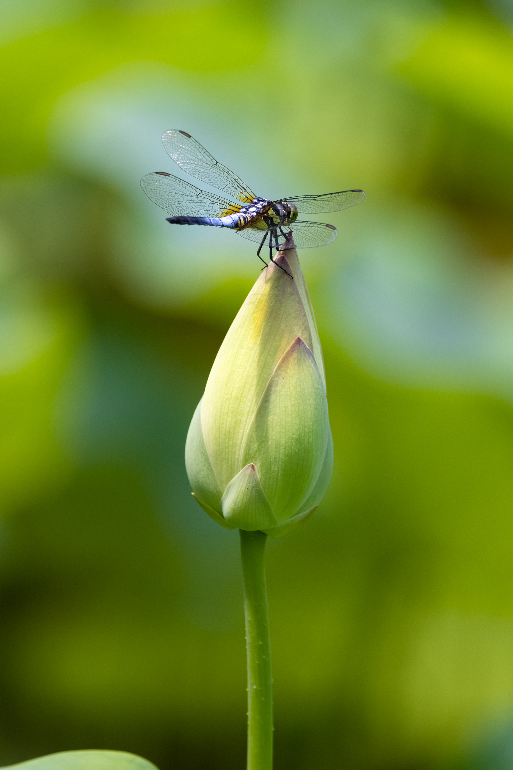 山东好景济南植物园再现荷花蜻蜓图