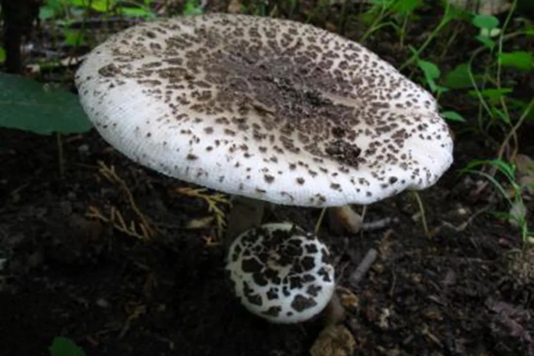 山东常见蘑菇图片