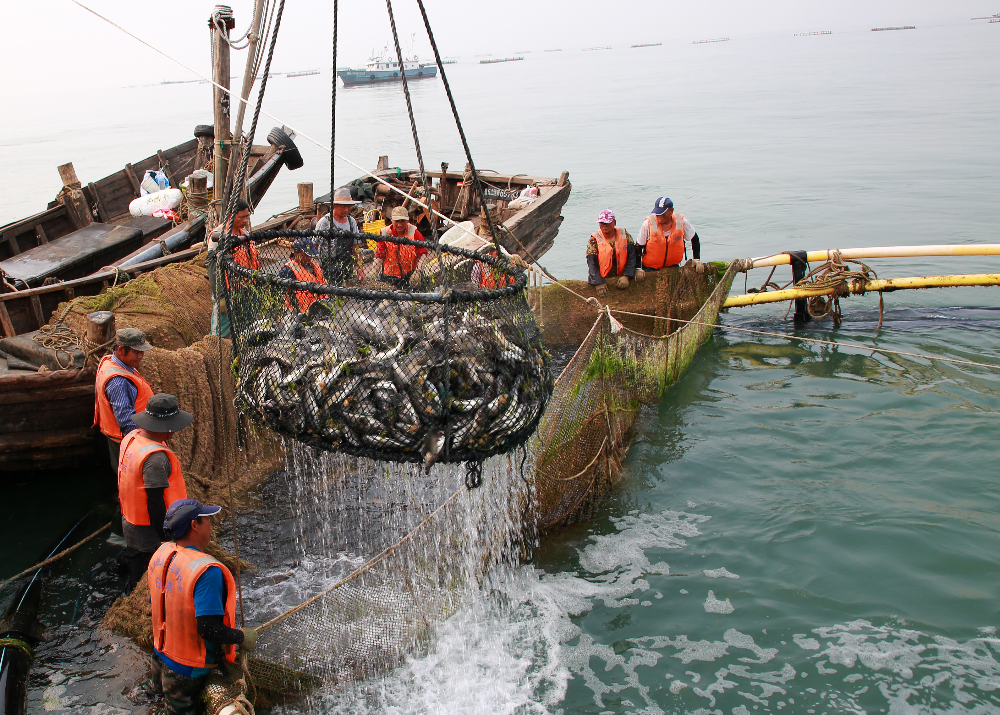 組圖丨日照深海網箱養殖黑裙魚喜獲豐收