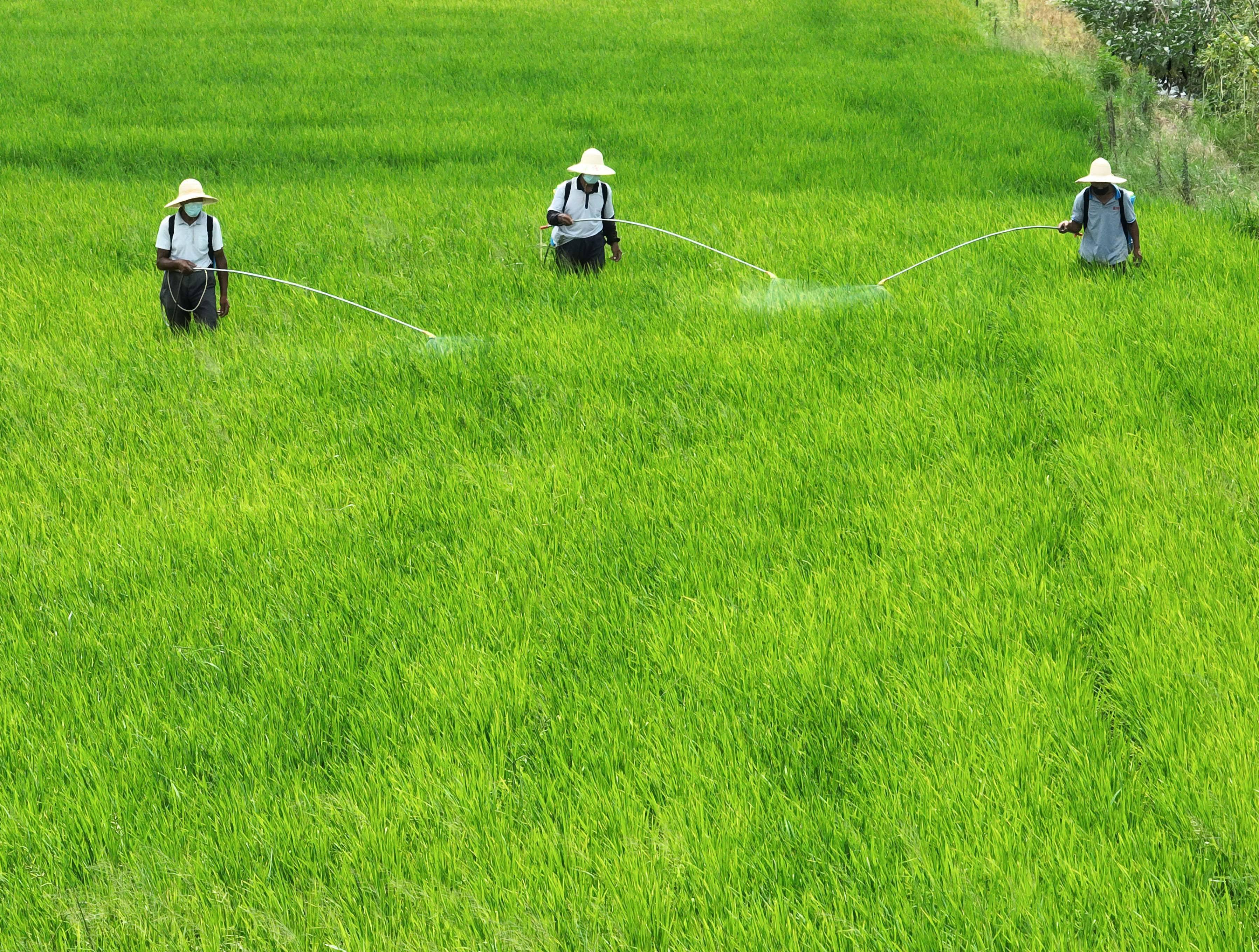 21日,湖南省永州市道县营江街道岗下村,水稻种植大户组织人员喷洒农药