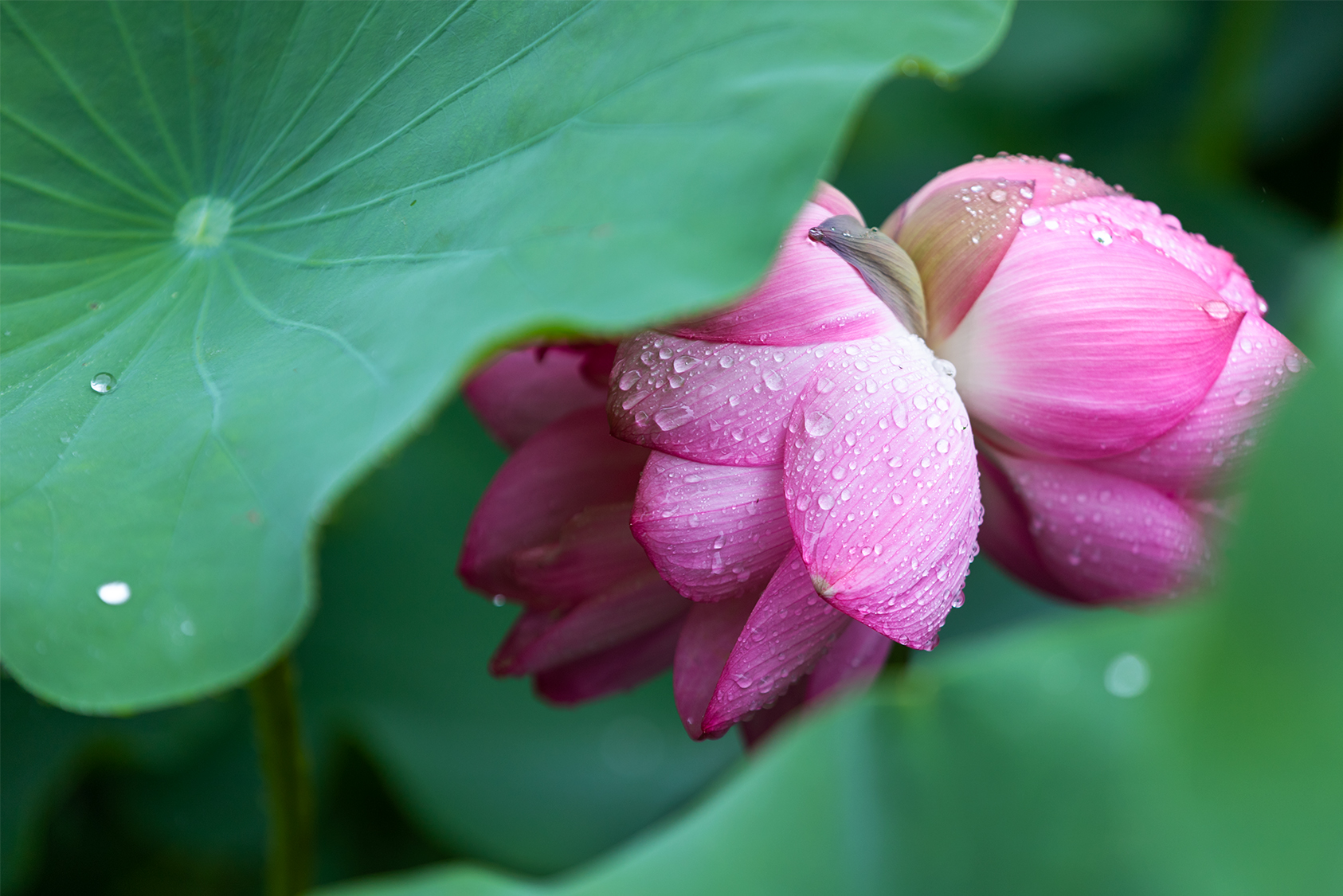 山东好景济南并蒂莲雨中绽放