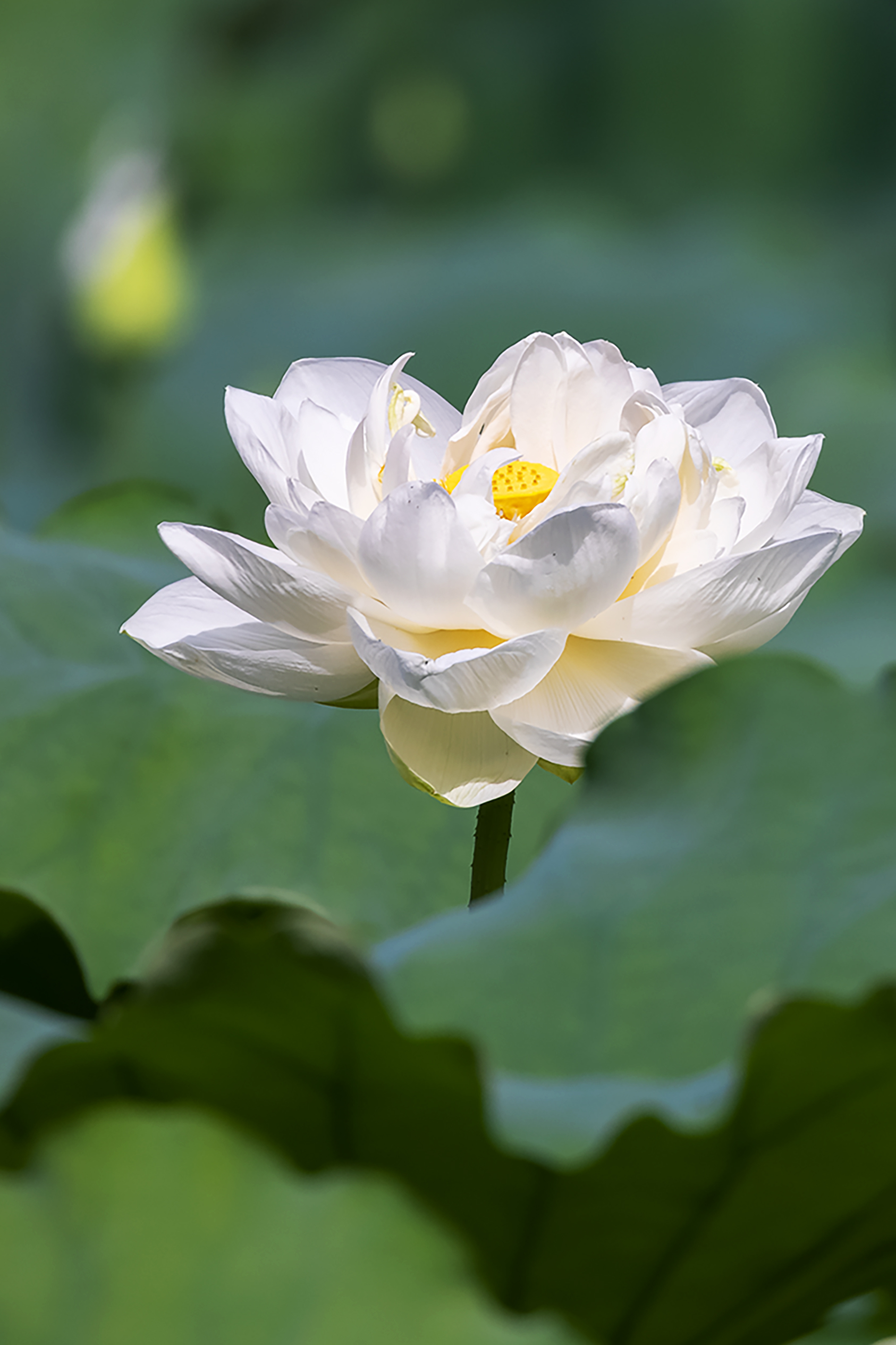 白荷花（诗三首）