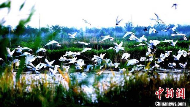 微山湖西畔江苏沛县湖西农场万只白鹭翩飞美如画