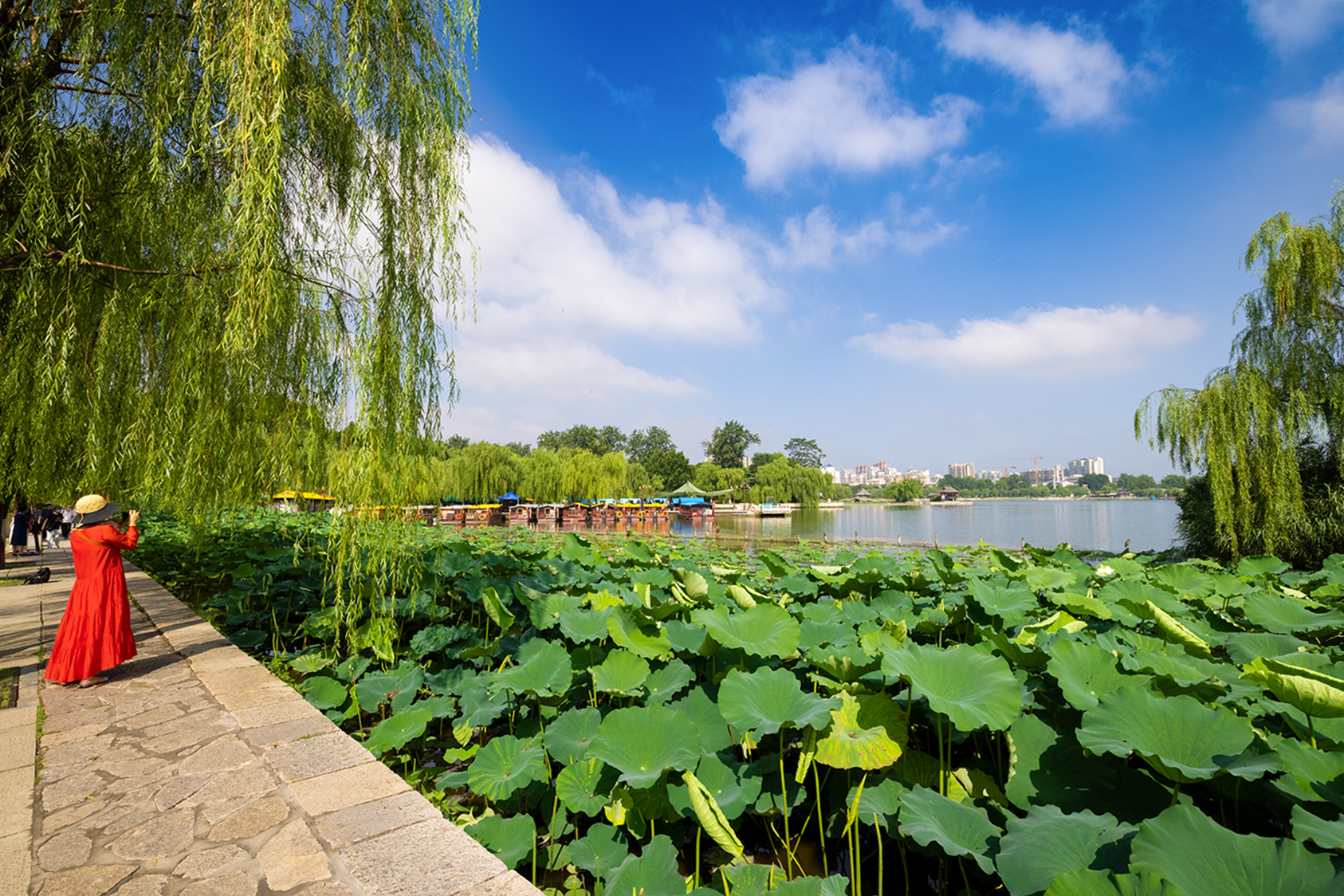 山东好景大明湖白荷令人赏心悦目