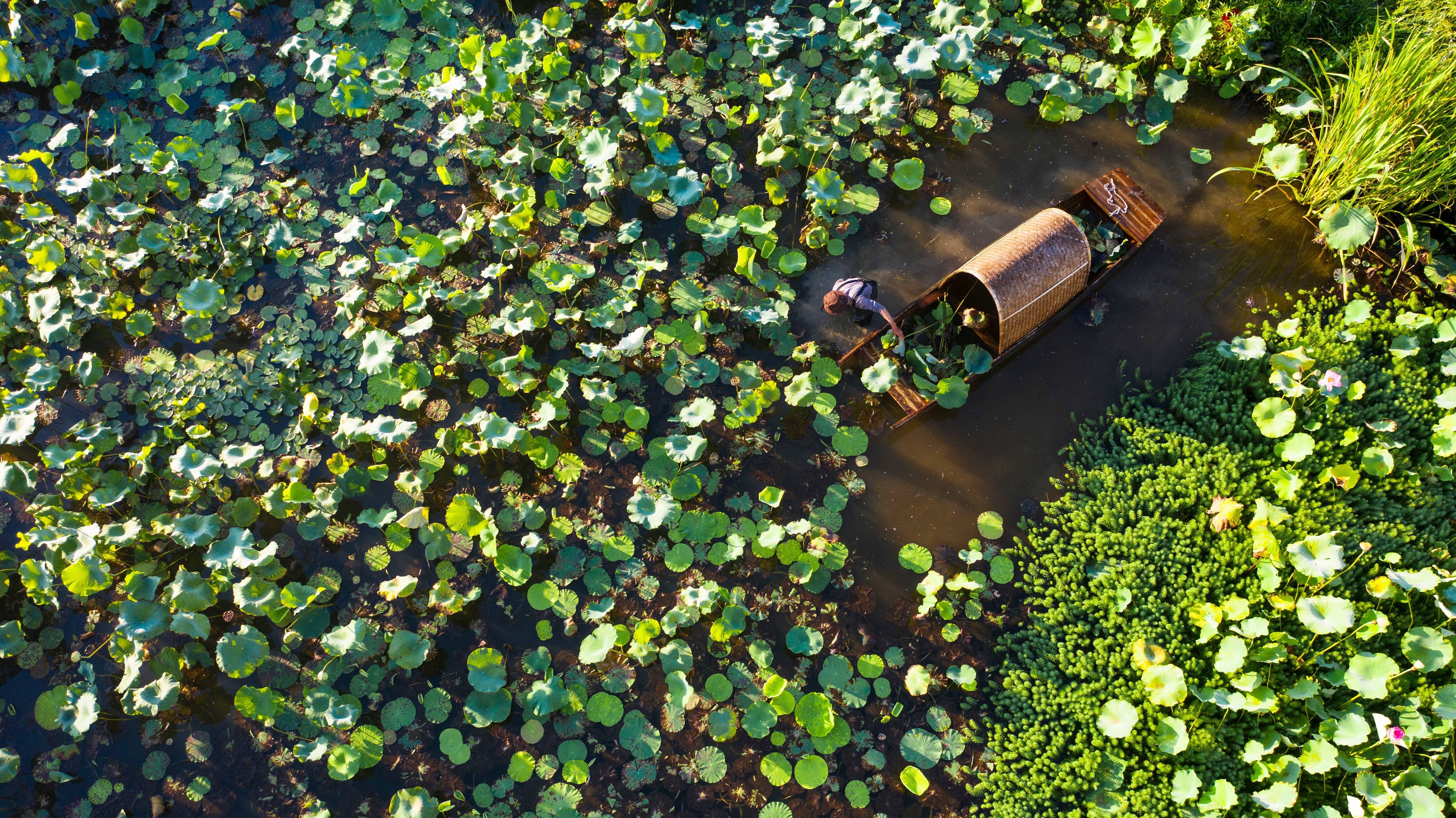 福建武夷山:莲花盛开采莲忙
