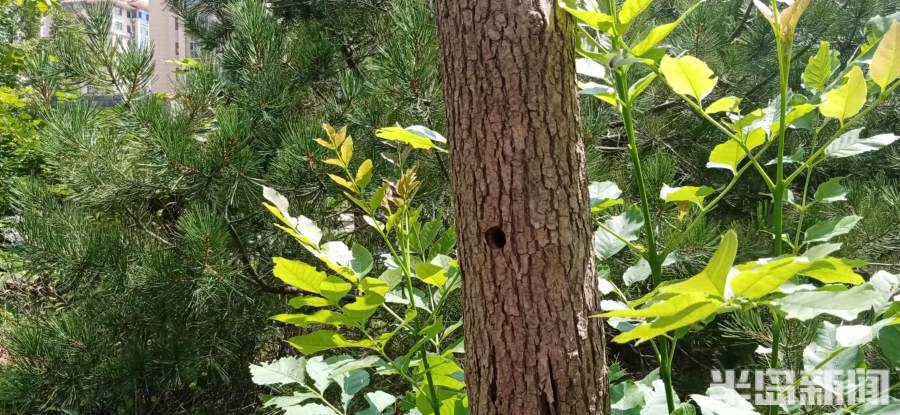 一小区白蜡树今年又现虫洞