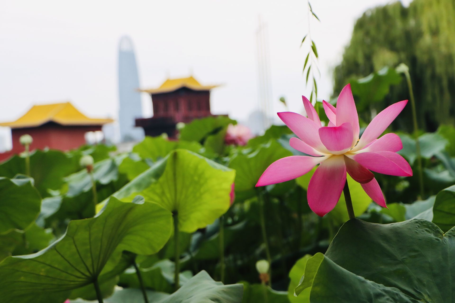 组图丨大明湖的初秋